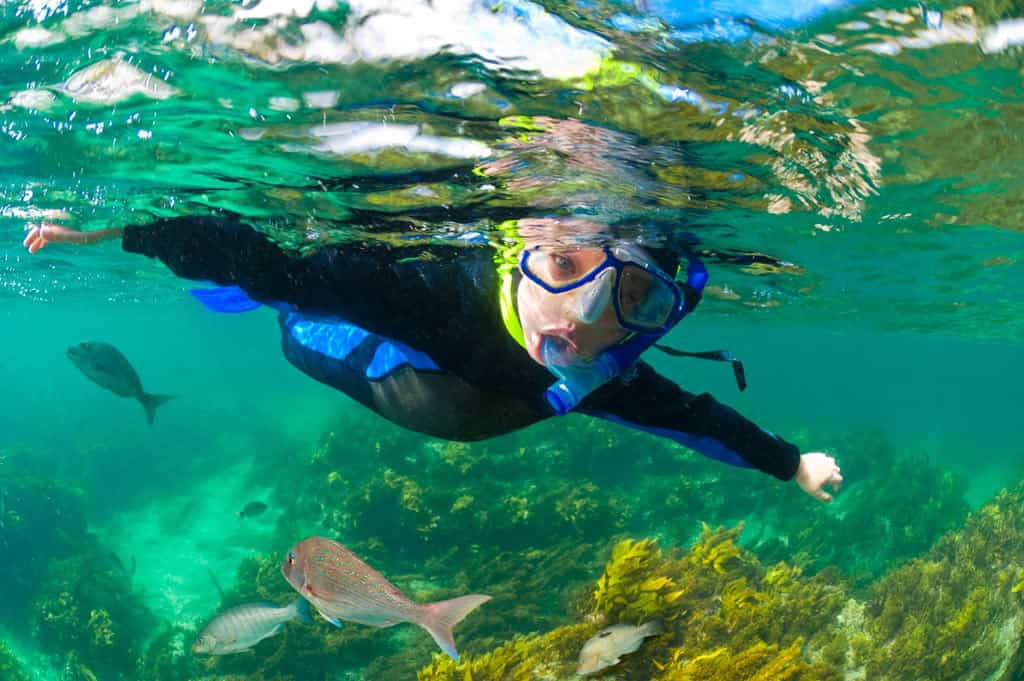 Young boy snorkelling at Goat island bay marine reserve