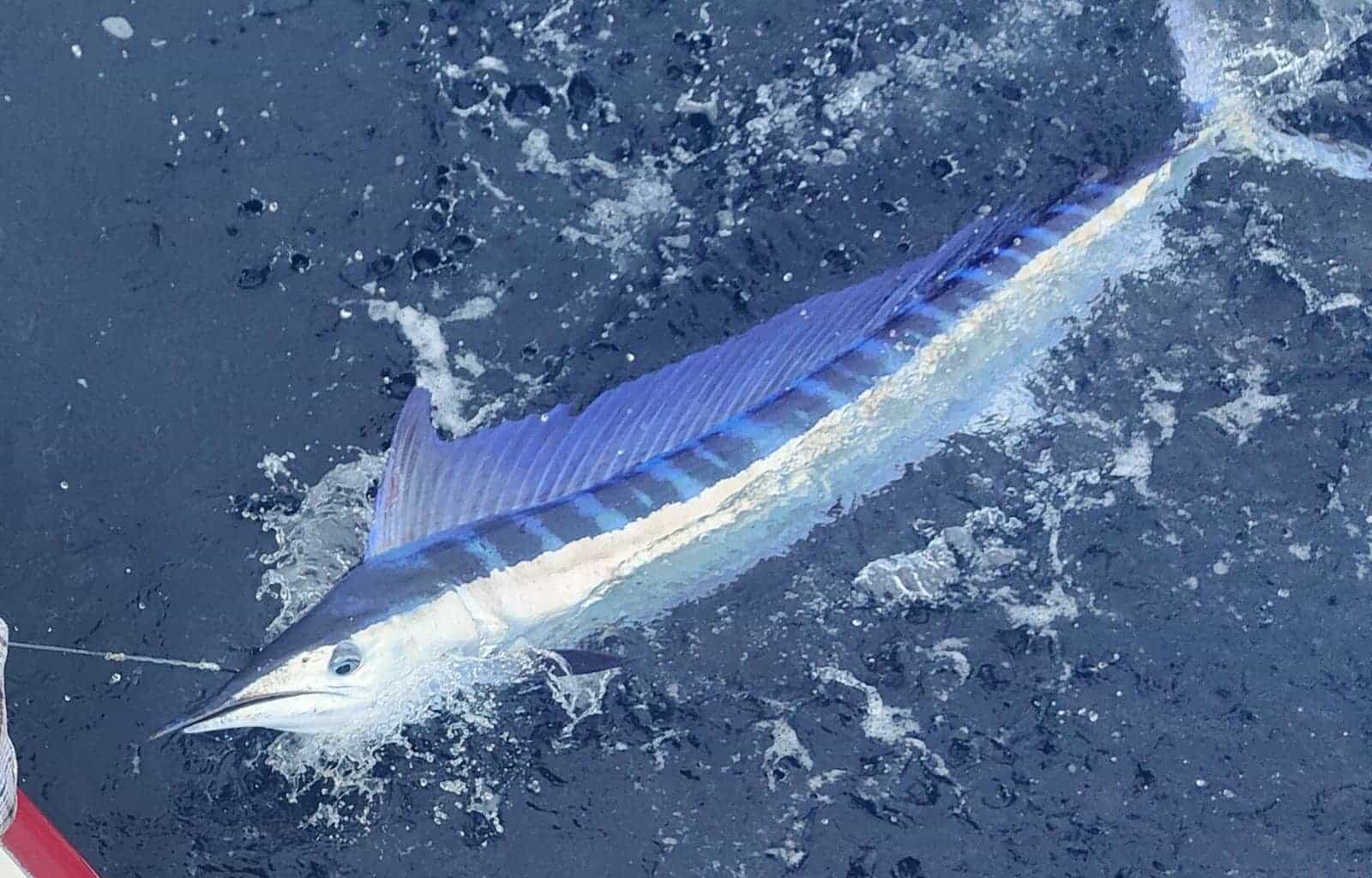 Houhora Big Game Sport Fishing Club HOME houhora-big-game-sport-fishing-club-home